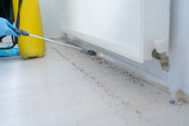 Best Affordable Pest Control Services  in Brookhaven, WV